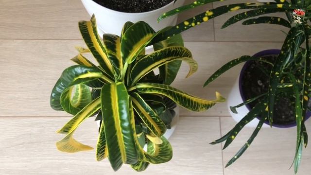 КРОТОН - сорта Gloriosa, Picturatum, Baron le Compte, Pinocchio/Mora, Punctatum, Ram's horn, Norma смотреть онлайн