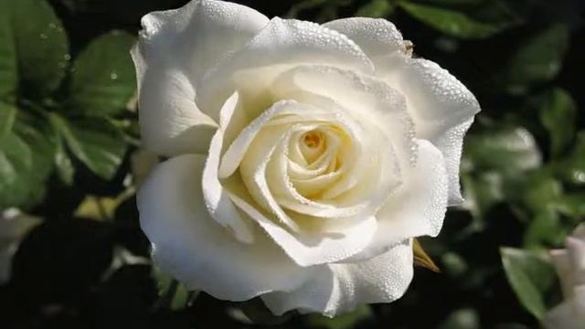 Анимационная роза - Соната "Дьявольские трели" Д.Тартини. ГКО России смотреть онлайн