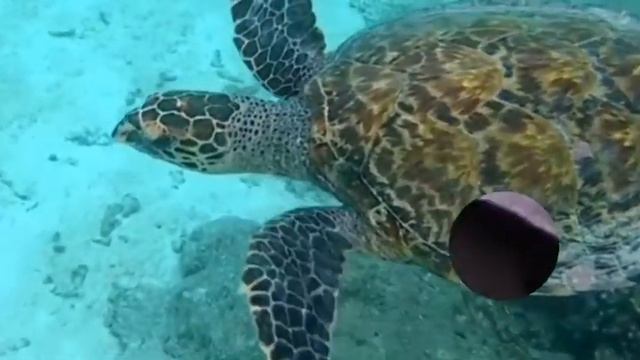 Зверье мое  Удивительные черепахи