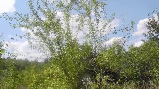Как и где легко добыть алычу смотреть онлайн