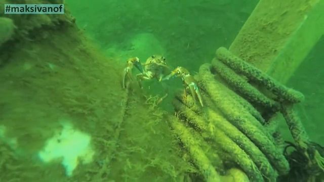 Базовый курс фридайвинга и подводной охоты. Синявинский карьер, Калининградская область. #maksivano смотреть онлайн