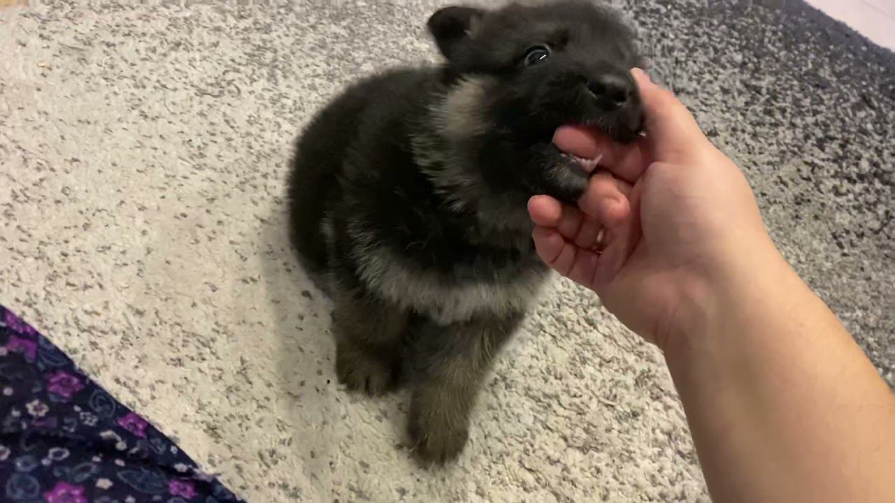 Кормления щенка немецкой овчарки. Как у нас дела? смотреть онлайн