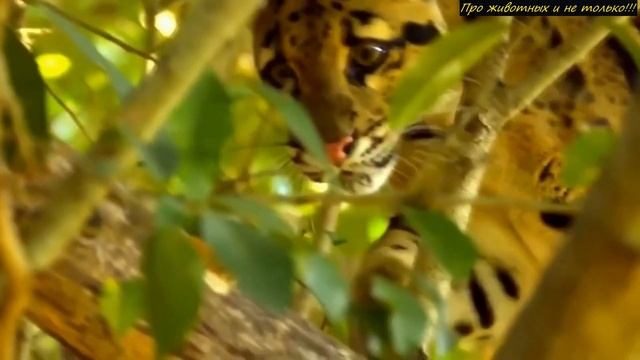 Мужчина обнаружил под домом ЗВЕРЯ, которого не видели 39 лет! УНИКУМ! смотреть онлайн