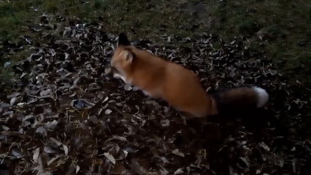 ЛисЯша на уборке листьев смотреть онлайн