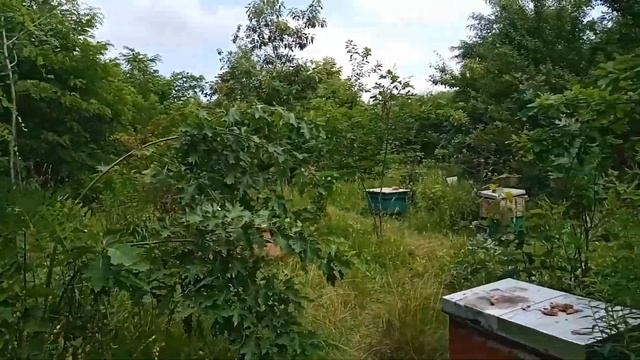 Мед 2020, Липа, Донник. смотреть онлайн