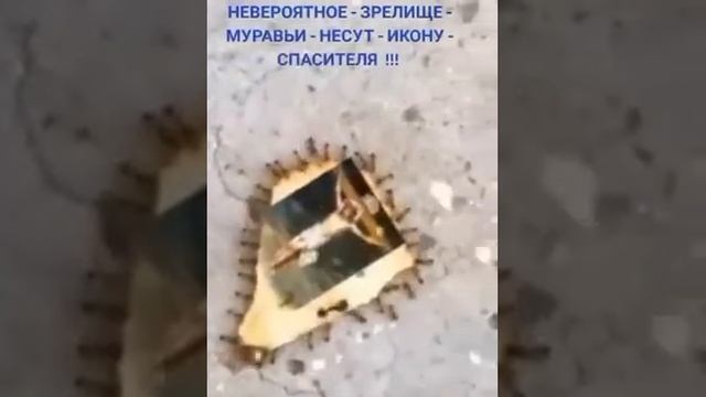 ?☦️✊МУРАВЬИ НЕСУТ ИКОНУ СПАСИТЕЛЯ смотреть онлайн