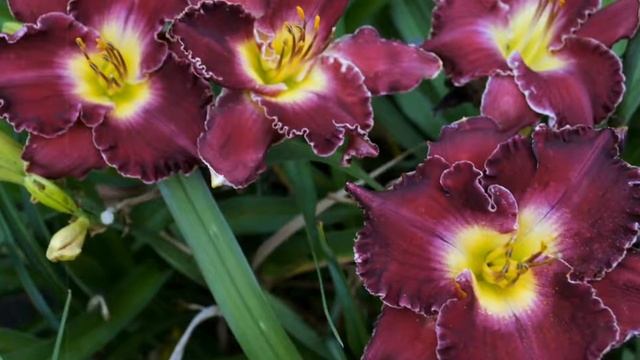 Лилейники с коллекции Елены Сыроты . смотреть онлайн