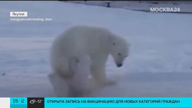 Мать года.белая медведица защищает своих медвежат от стаи собак.(Якутия) смотреть онлайн