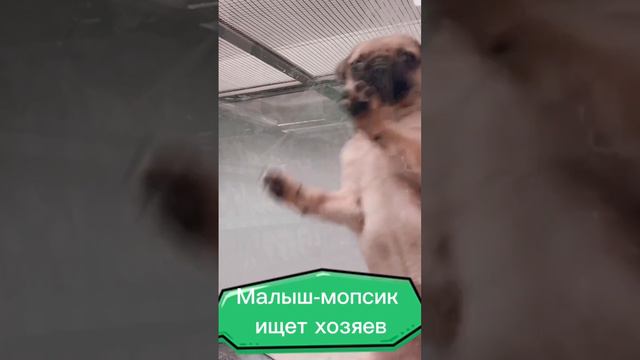 Малыш-мопсик танцует в магазине, ищет новых хозяев… #собака #dog #puppy #щенок #pets #dance смотреть онлайн