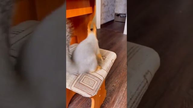 вкусняшки для белочки смотреть онлайн