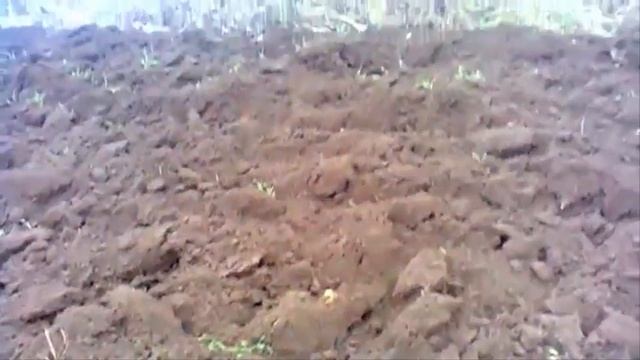 Самодельный трактор пашет огород смотреть онлайн