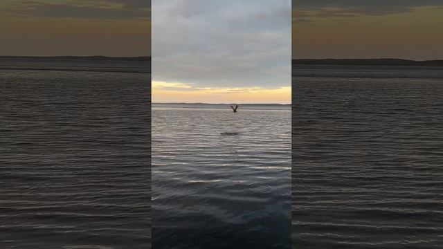 Спиннинг на губе Чупа, Белое море. смотреть онлайн