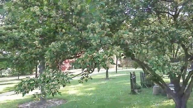 Amurski ali mandžurski javor (Acer tataricum subsp. ginalla) Botanični vrt Maribor, slovenija смотреть онлайн