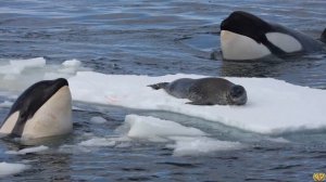 АКУЛА ПРОТИВ КОСАТКИ. КТО СИЛЬНЕЕ? СЕРЬЁЗНАЯ СХВАТКА. КТО ПОБЕДИТ?