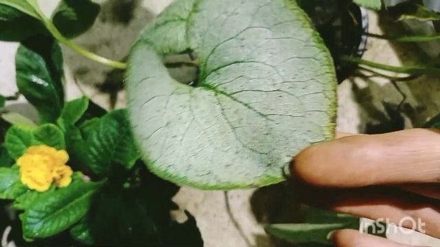 Погодные условия мне не мешают, еду сажать брунеры, примулы махровые и иберис. смотреть онлайн