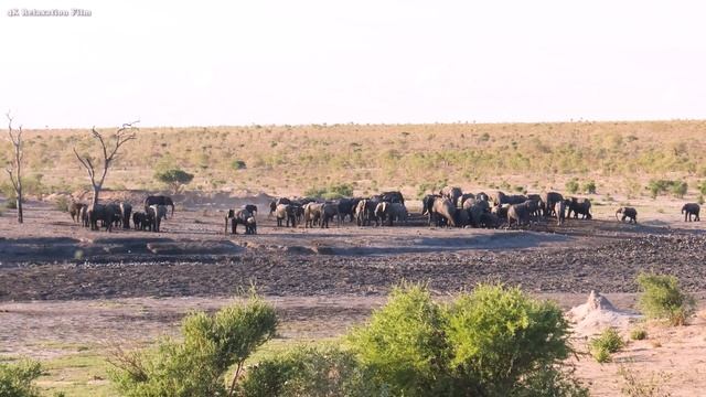 4K African Animals: Tsavo East National Park - Scenic Wildlife Film With Calming Music смотреть онлайн