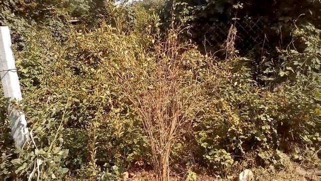 Новые растения моего огорода ,дачи.ч.2 смотреть онлайн