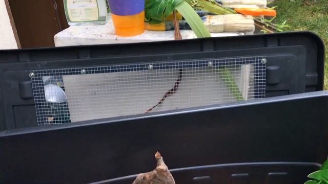 Sa wakas! May GREEN TREE PYTHON na tayo! | Snake Handling & Temporary Enclosure смотреть онлайн