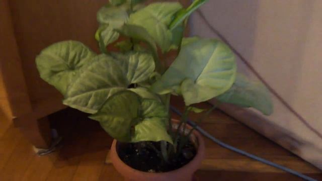 Test Mojego Nowego Aparatu. [HD]