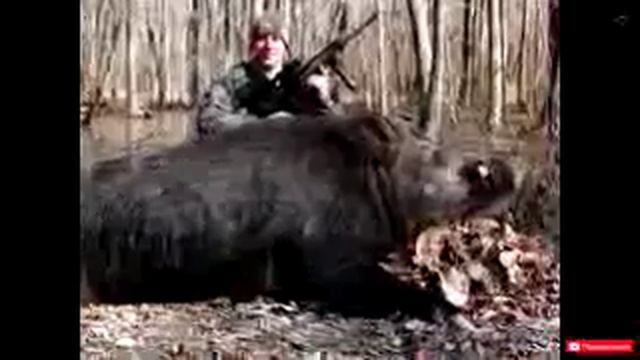 Самые крупные кабаны мира смотреть онлайн