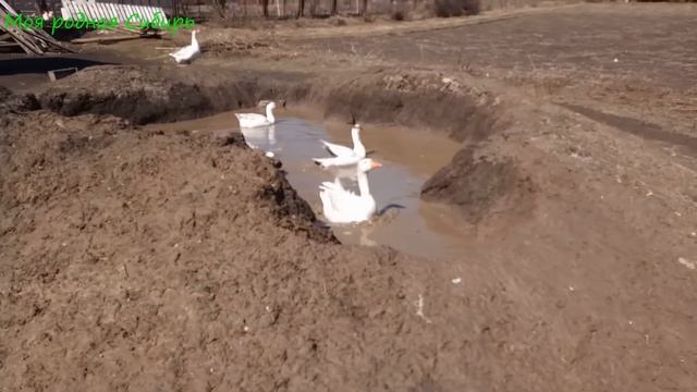 Выпустили кур на улицу, куру-мамку с цыплятами в теплицу. смотреть онлайн