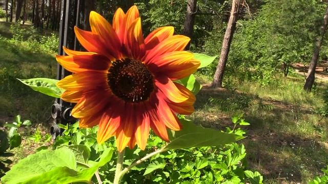 Footage ФУТАЖ 56 (ДЕКОРАТИВНЫЙ ПОДСОЛНУХ. Sunflower) смотреть онлайн