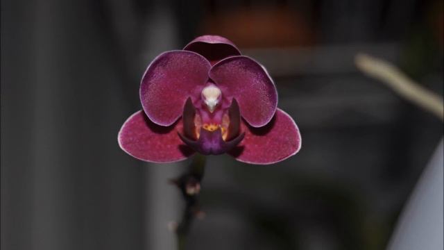 Time lapse phalaenopsis смотреть онлайн