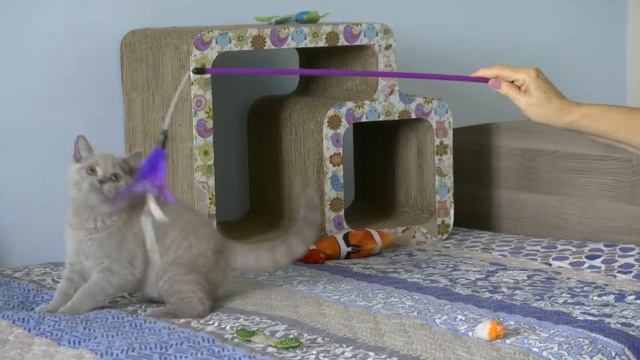 British kitten Raphael is 3 months old смотреть онлайн