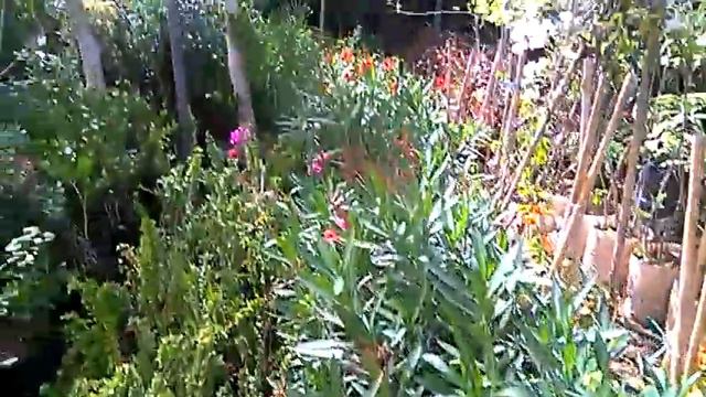 plantes ornementales смотреть онлайн