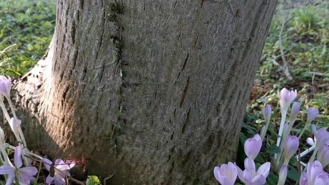 Autumn Crocus Flowers смотреть онлайн