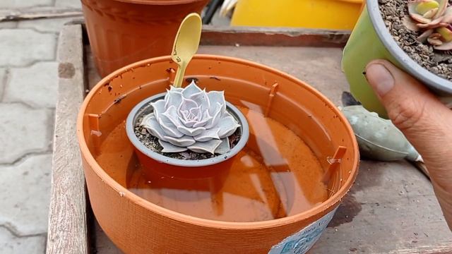 La Jardinería un trabajo que nos toca hacer a diario 🥰🌹💚#lasplantitasdelucy #suculentas смотреть онлайн