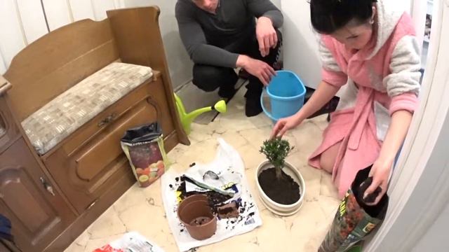 пересадка бонсай! (Самши́т)