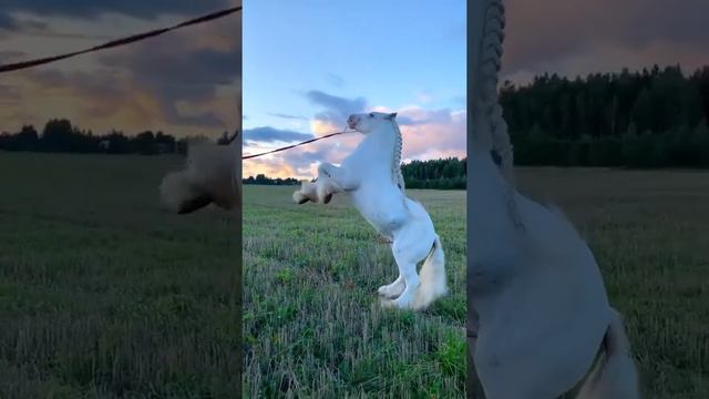 ~ лошадь встала на дыбы очень красиво 💖 смотреть онлайн