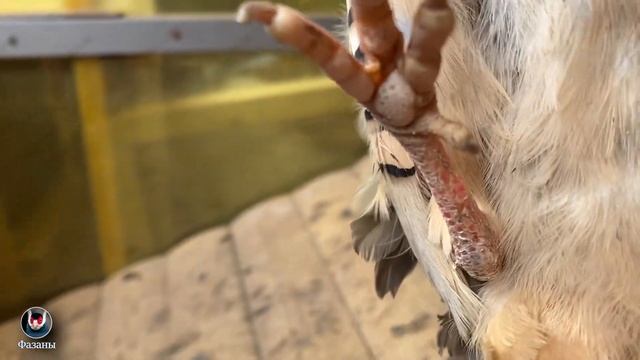 Кеклик. Каменная куропатка. Keklik. Stone partridge. смотреть онлайн