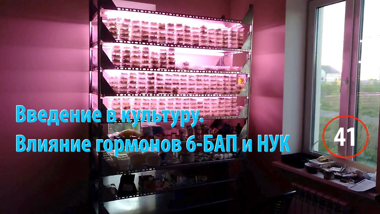 41 Введение в культуру попытка 5. Ищем меристемы. Результаты по применению гормонов роста.