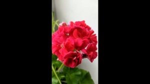 Пеларгония ЮГ-Шейха Моза