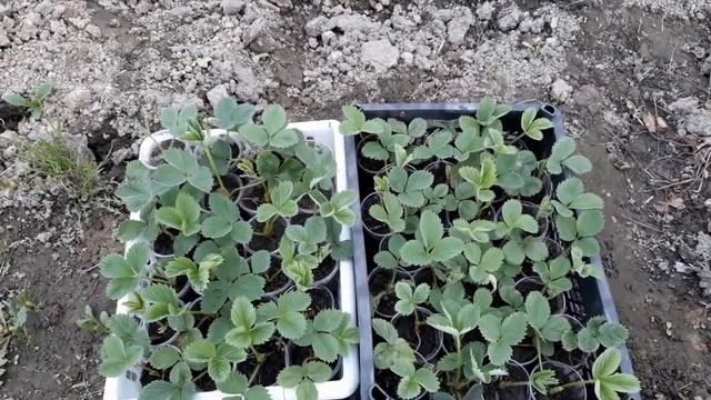 ПРОДАМ РАССАДУ В НОВОСИБИРСКЕ!!! ЗЕМЛЯНИКА, ТОМАТЫ, ПЕТУНИЯ И ДР....