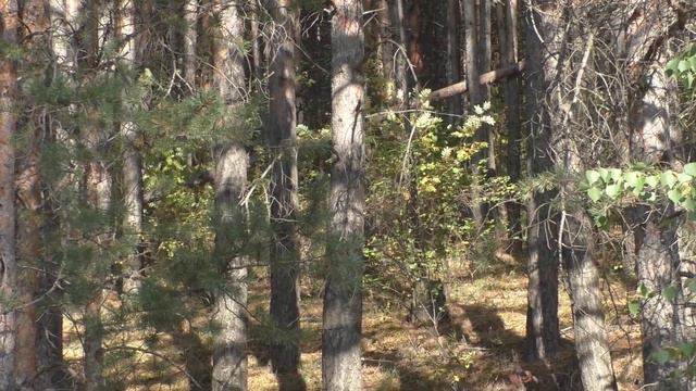 Белорецк, осень пришла смотреть онлайн