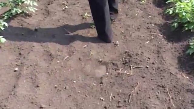 медведи в Фокино смотреть онлайн