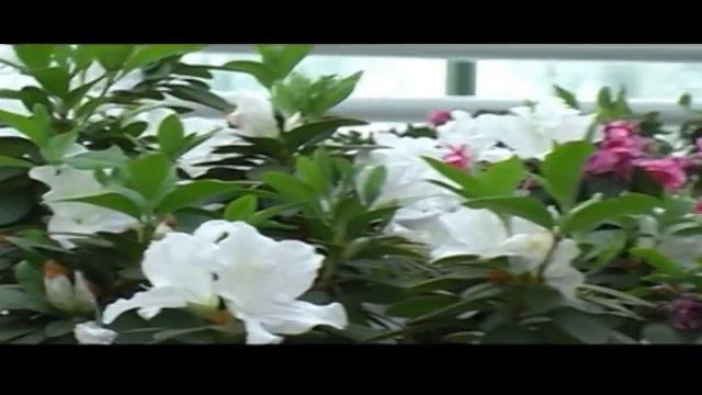 Орхидеи и др. смотреть онлайн