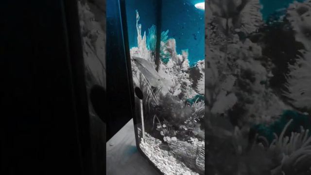 сигма рыбки