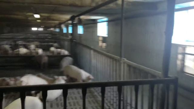 Технология кормления при помощи установок УЖК 9 смотреть онлайн