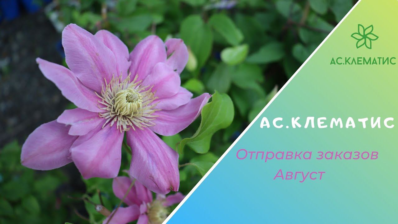 АС-Клематис. Отправка заказов АВГУСТ. смотреть онлайн