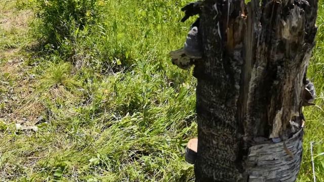 Фотоловушка на пасеке. смотреть онлайн