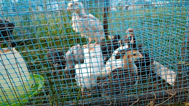 ИЗ ГОРОДА В ДЕРЕВНЮ. ПОКРЫЛА ЛАКОМ СТАРЫЙ СУНДУК. ПОКУПКИ ИЗ СВЕТОФОРА, ПОБЕДЫ И МАГНИТА. смотреть онлайн