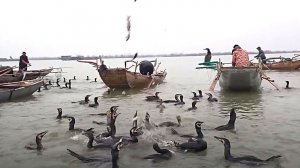 Сотня бакланов атакует косяк рыбы