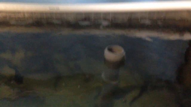 Запуск клариевова сома на УЗВ. Часть 1! смотреть онлайн