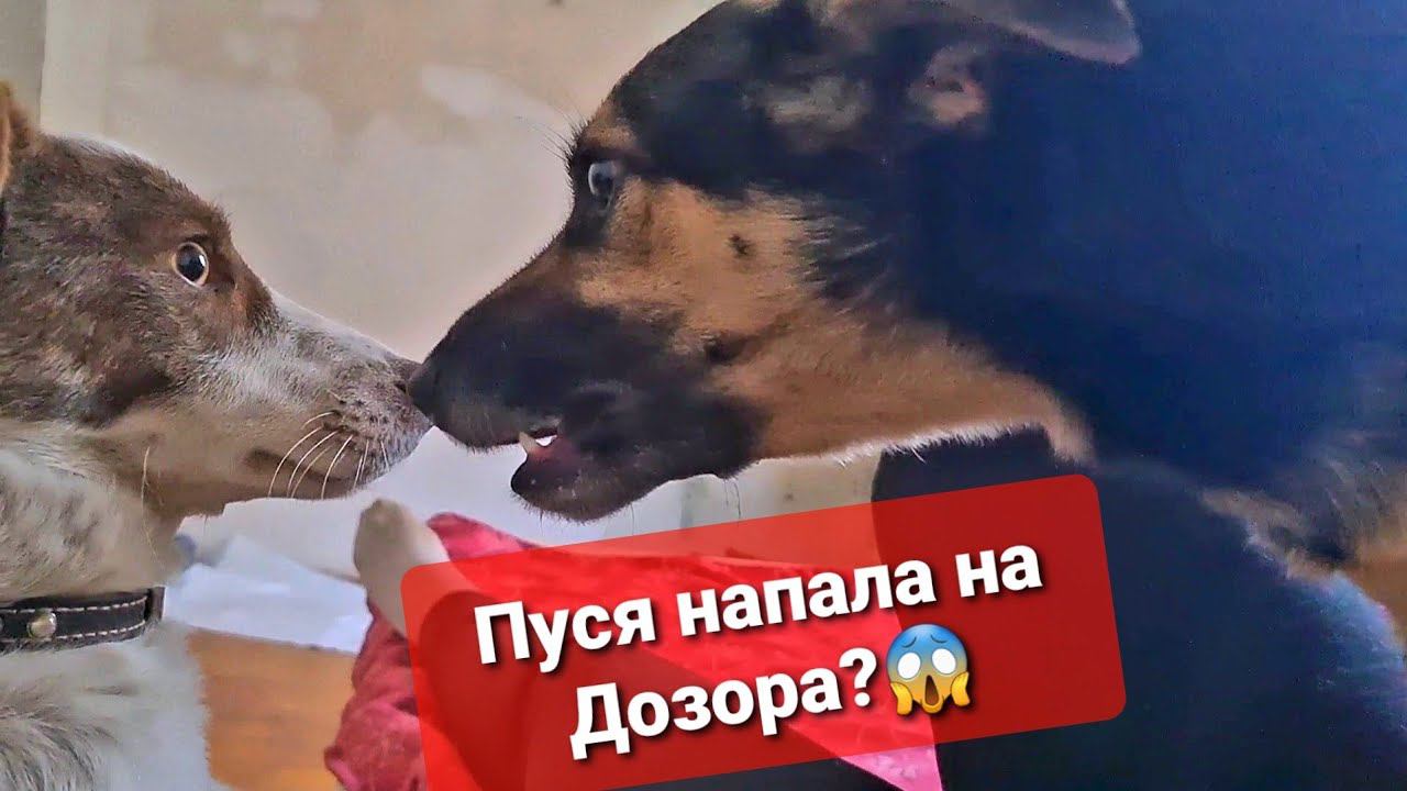 Что Пуся себе позволяет?Покупки четвероногим, Кузя,Джек и пр. хвостатые