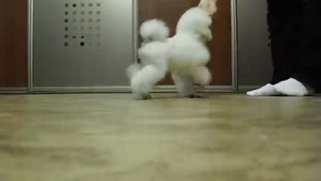 CIMG0049 смотреть онлайн