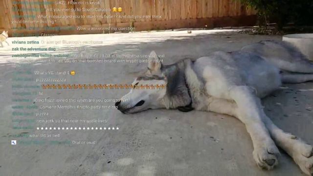 Kze Production OFFICAL Schedule !! DA RAT!!! Siberian Husky, Alpha Macho Chihuahua смотреть онлайн